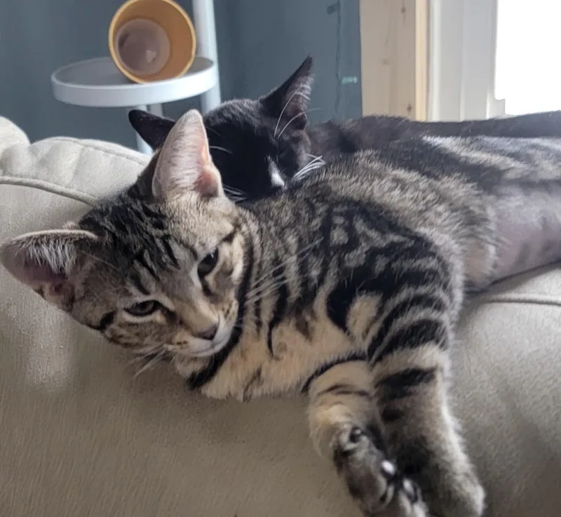 A baby small-sized female Tabby (Buff / Tan / Fawn) Domestic Short Hair cat named Cheetah for adoption in Maineville, OH
