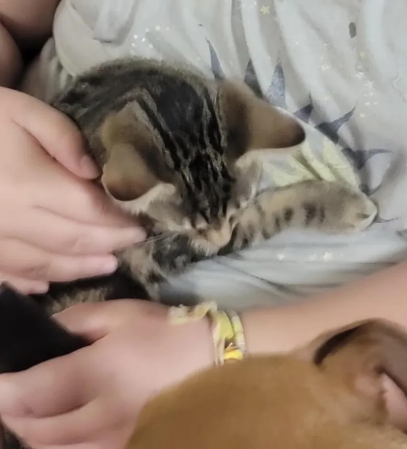 Cheetah thumbnail 4