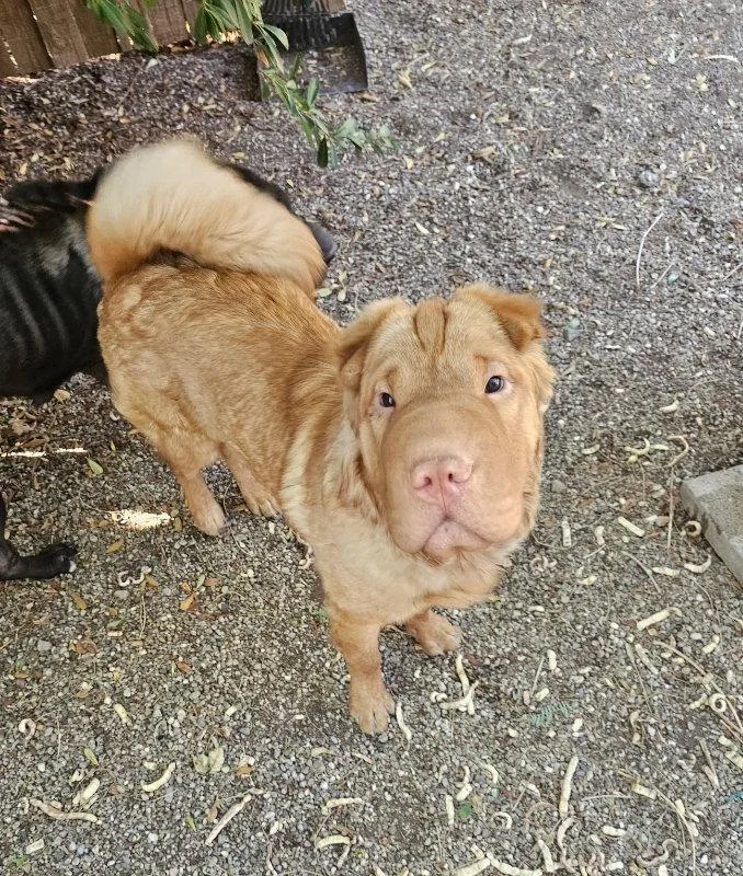 A young medium-sized male Shar-Pei dog named Q for adoption in Lake Forest, CA
