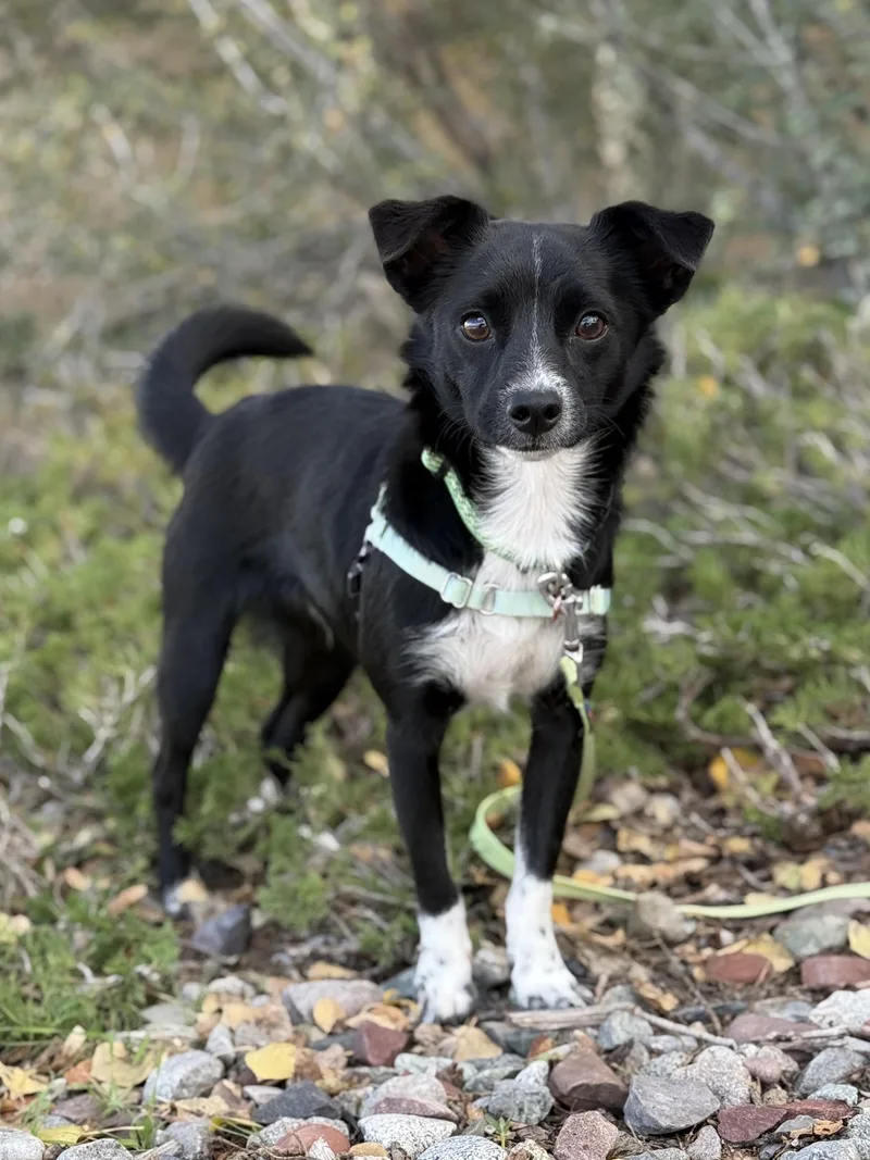 An adult small-sized male Black Chihuahua dog named Prince Meep for adoption in Eagle, CO