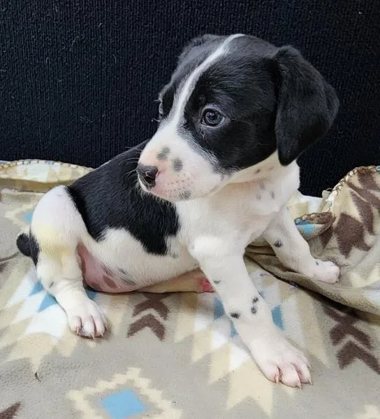 A baby medium-sized female Black Dalmatian dog named Rolly for adoption in Neillsville, WI