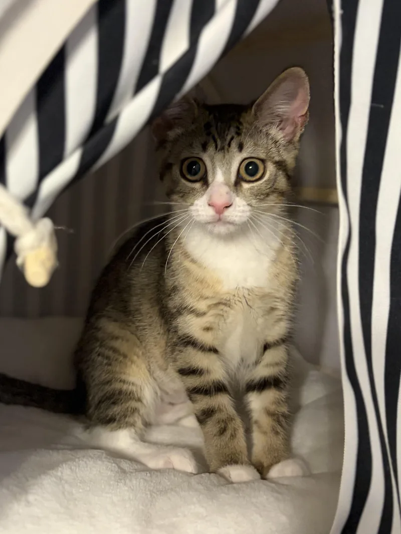 A baby medium-sized female Domestic Short Hair cat named Avaline for adoption in South Lyon, MI