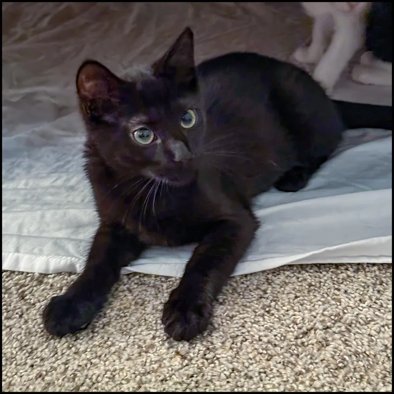 An adult medium-sized male Black Domestic Short Hair cat named Cup Of Joe for adoption in Roswell, GA