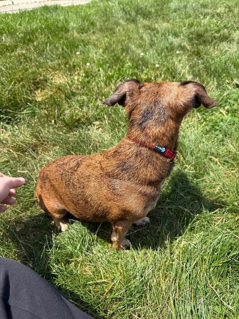 An adult small-sized male Chihuahua dog named Swiss for adoption in Pierceton, IN