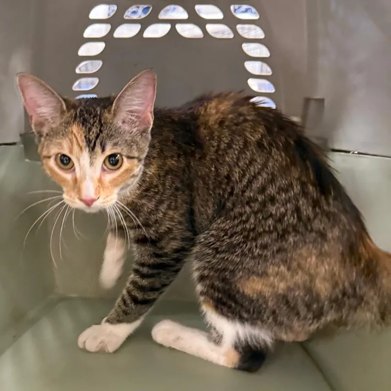 A baby small-sized female Gray / Blue / Silver Domestic Short Hair cat named Patty CakeC for adoption in East Saint Louis, IL