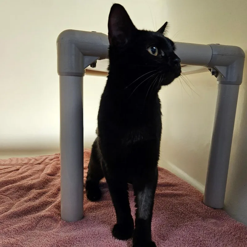 A young medium-sized female Black Domestic Medium Hair cat named Missy for adoption in Harrisonburg, VA