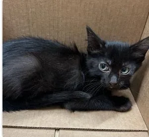 A baby small-sized female Domestic Short Hair cat named Posie for adoption in West Chester, PA