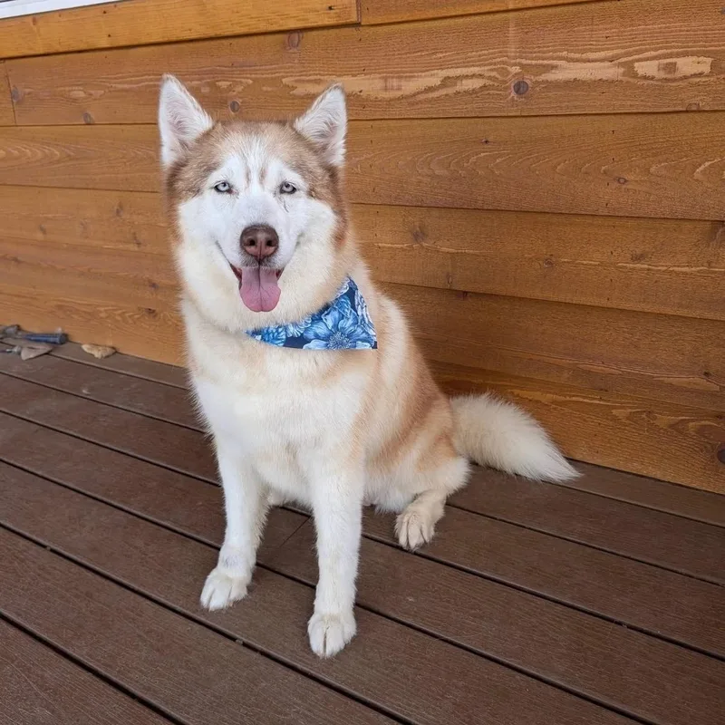 A senior large-sized female Siberian Husky dog named Sadie for adoption in Phoenix, AZ