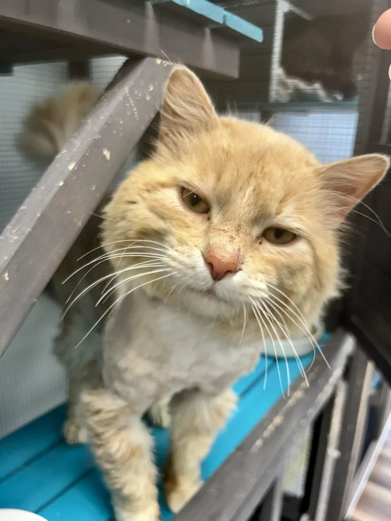 A young large-sized male Tabby (Buff / Tan / Fawn) Tabby cat named Joey for adoption in Grand Rapids, MI