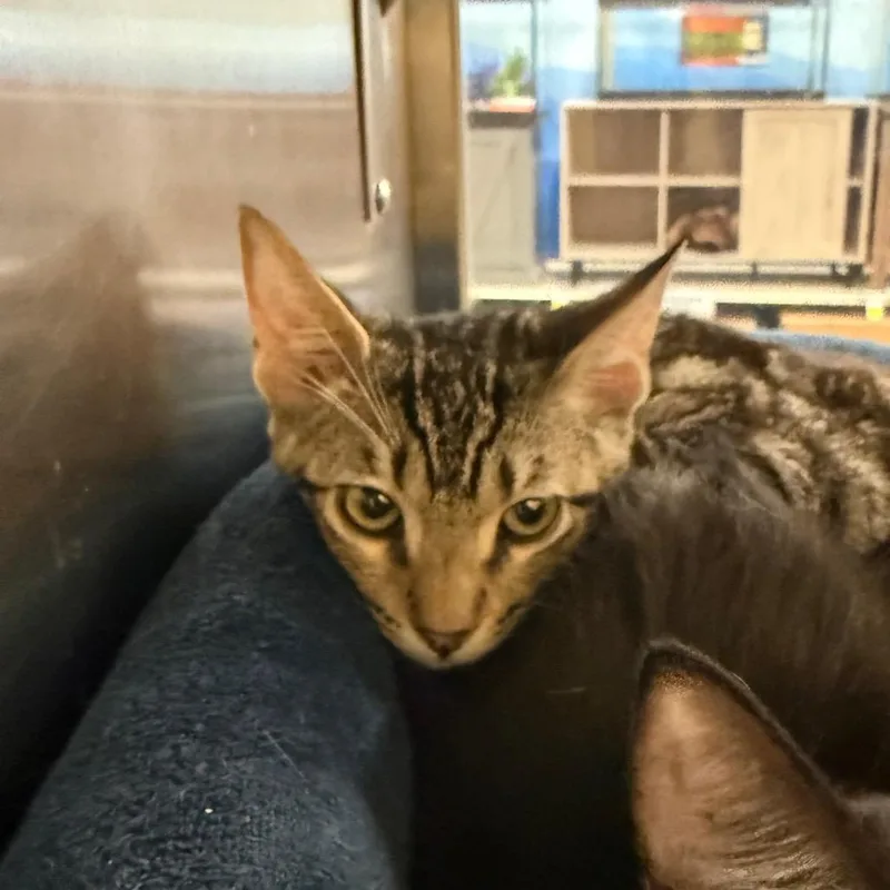 A baby small-sized male Brown / Chocolate Domestic Short Hair cat named Lance for adoption in Hemet, CA