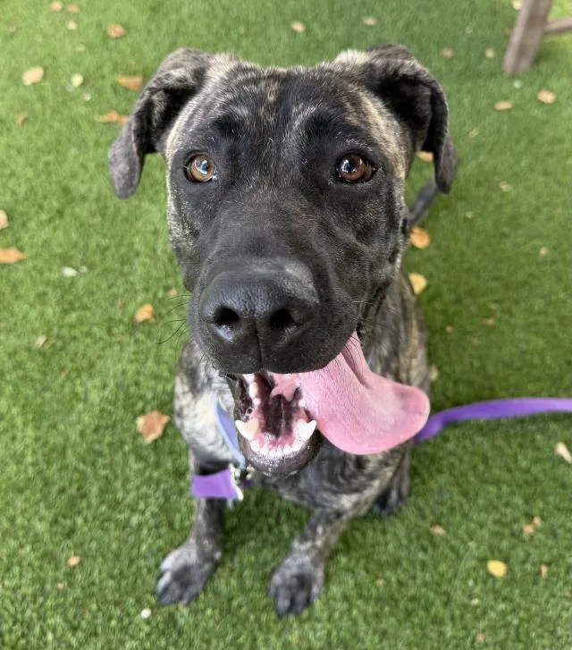 A young medium-sized female Mastiff dog named Dory for adoption in Santa Barbara, CA