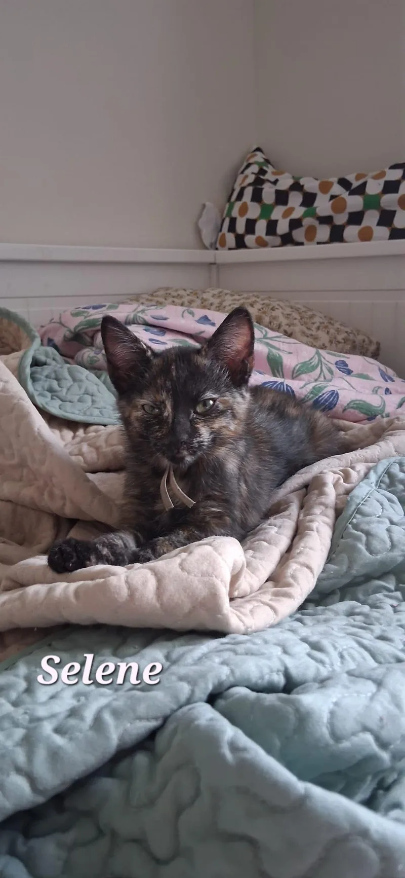 A baby medium-sized female Tortoiseshell Domestic Short Hair cat named Selene for adoption in Lauderhill, FL