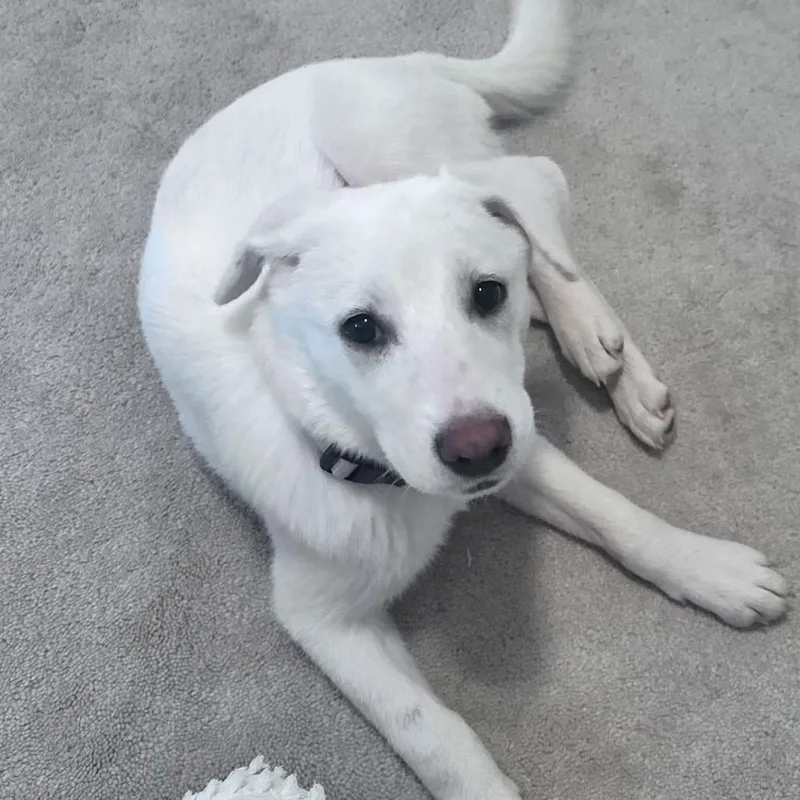 A baby medium-sized female White / Cream Labrador Retriever dog named Penny for adoption in Winder, GA