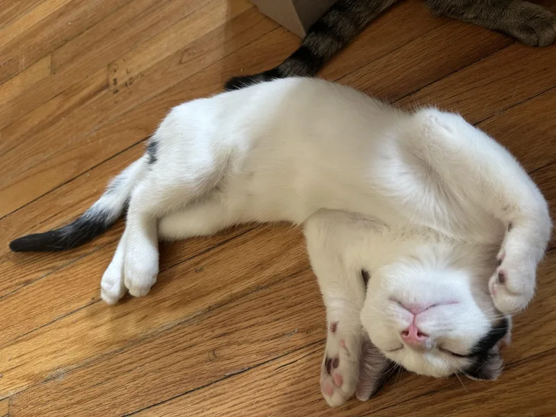 Cuddly Cody thumbnail 2