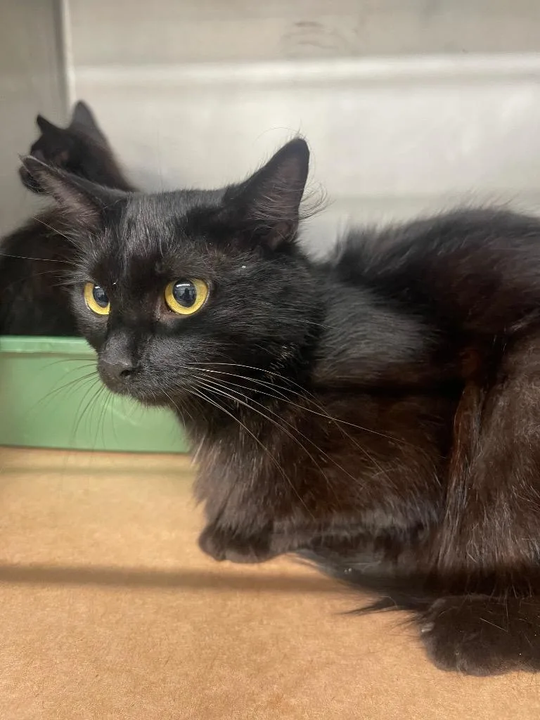 A young large-sized female Domestic Long Hair cat named Millie for adoption in Cartersville , GA