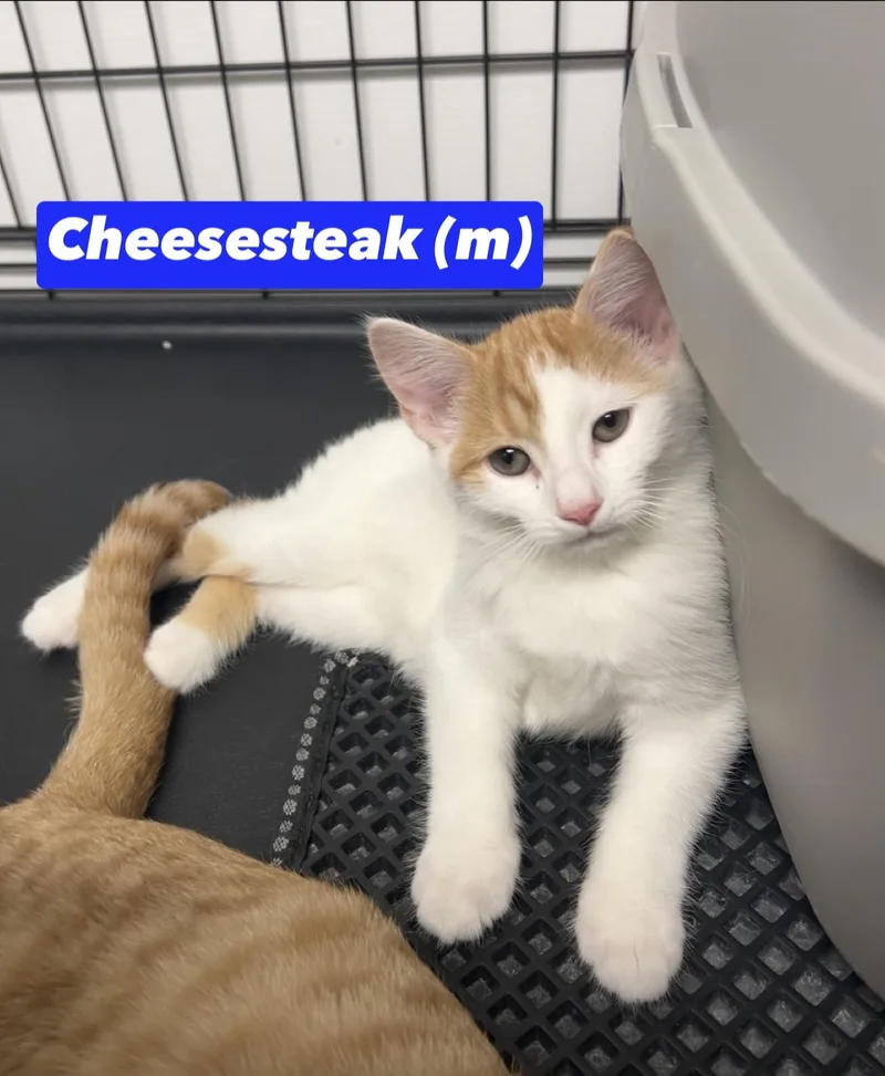 Cheesesteak thumbnail 2