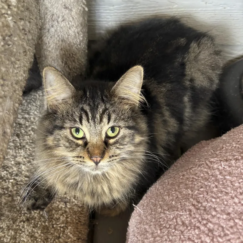 A young medium-sized male Domestic Long Hair cat named Fozzie for adoption in Lone rock, WI