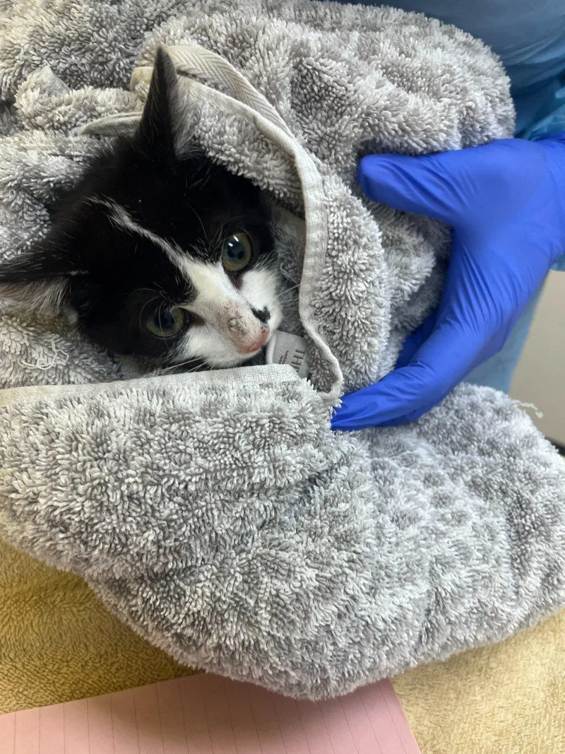 A baby small-sized male Black & White / Tuxedo Domestic Short Hair cat named Tip for adoption in Raleigh, NC