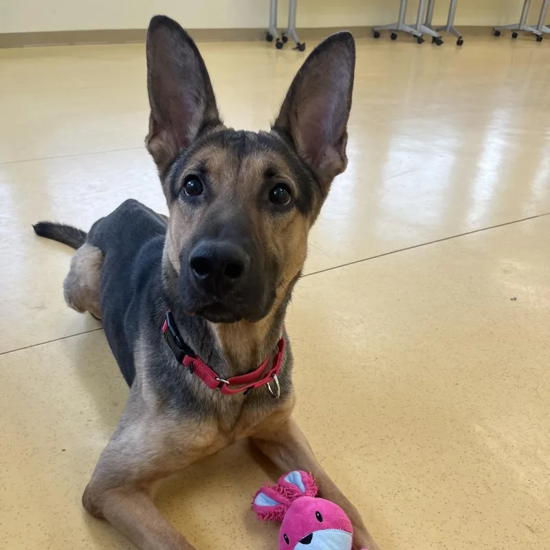 An adult medium-sized male Brown / Chocolate Belgian Shepherd / Malinois dog named Lynyrd for adoption in Roanoke, VA