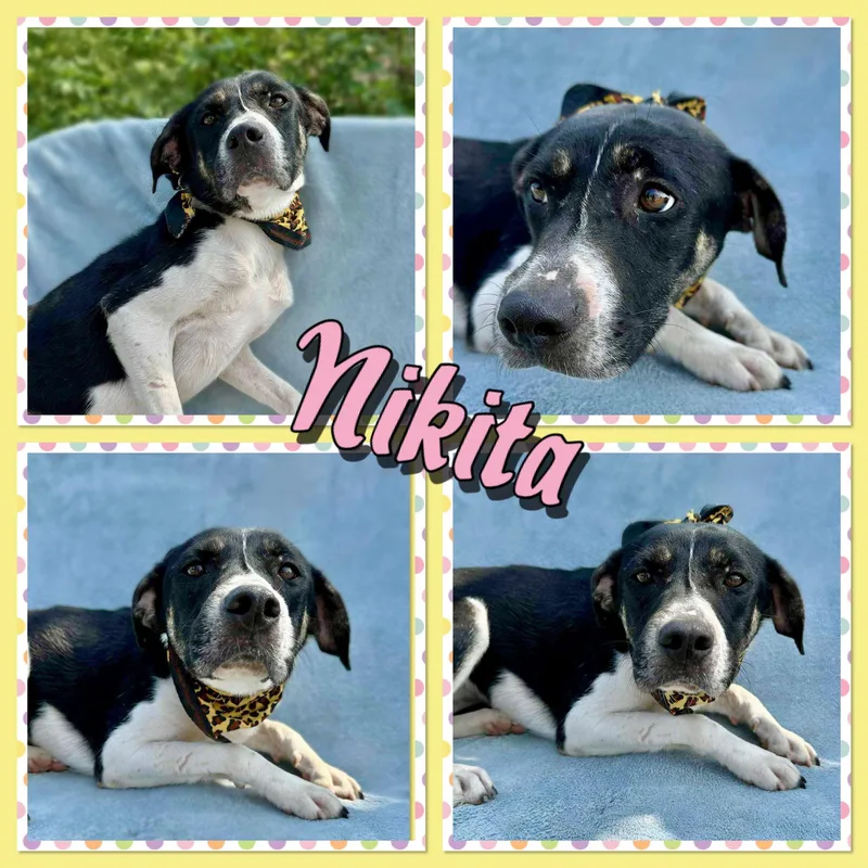 Nikita