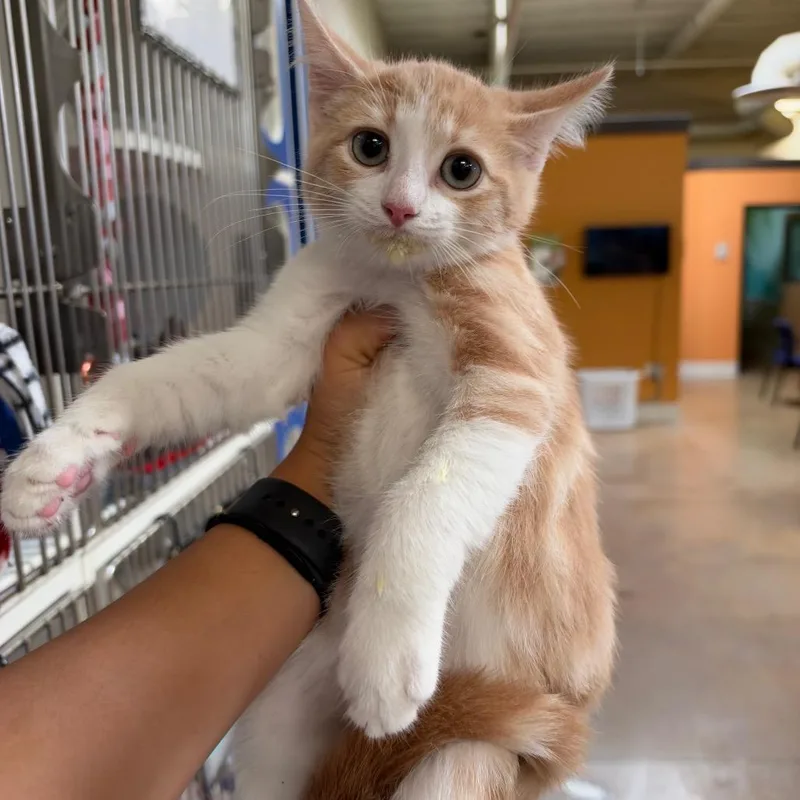 A baby small-sized male Buff / Tan / Fawn Domestic Short Hair cat named Squeak for adoption in Riverside, CA