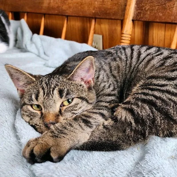 Sierra & Polyanna thumbnail 3