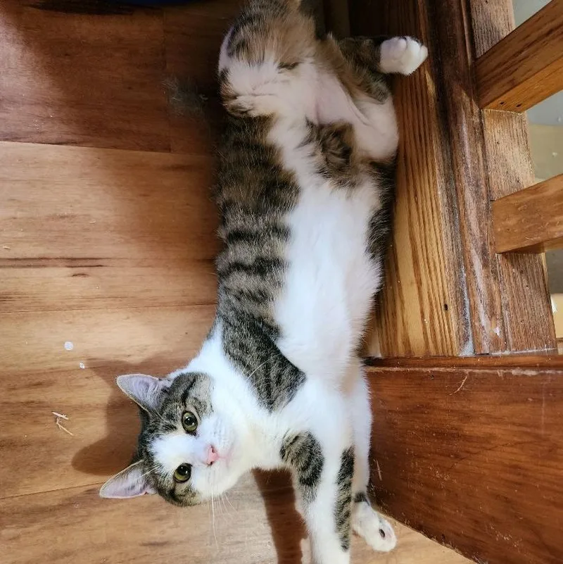 Sierra & Polyanna thumbnail 6