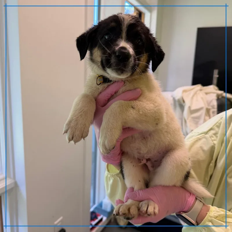 A baby medium-sized male Mixed Breed dog named Sticky Toffee Pudding for adoption in Austin, TX