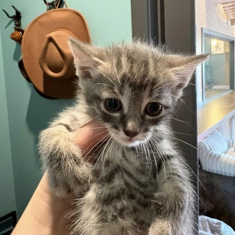 A baby small-sized male Gray / Blue / Silver Domestic Short Hair cat named Papa John for adoption in Johnstown, PA