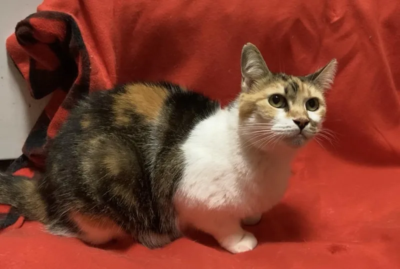 An adult medium-sized female Calico cat named Callie Massey for adoption in Somerset, KY