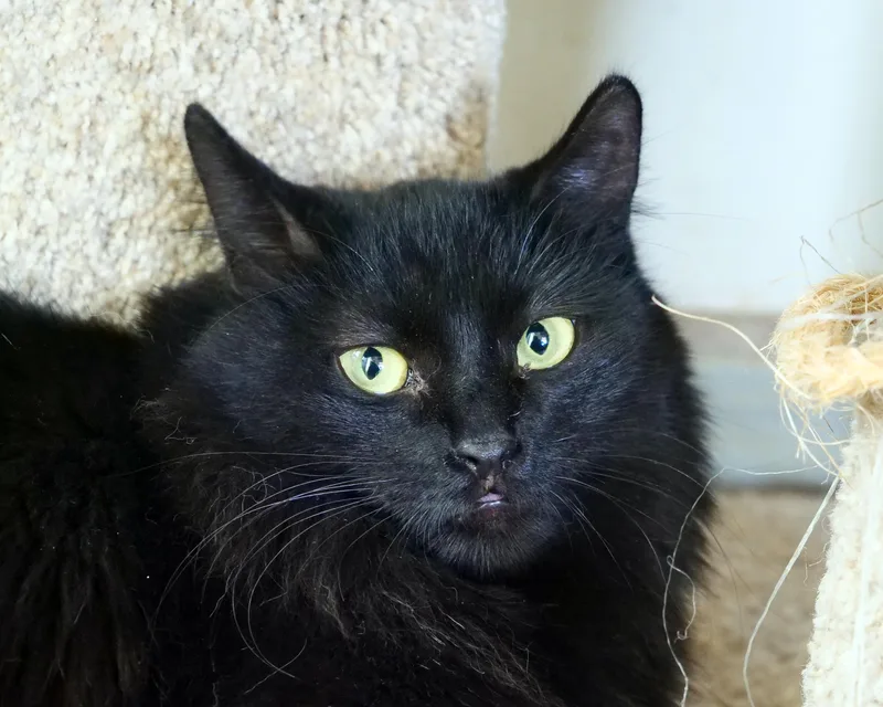 An adult small-sized female Domestic Medium Hair cat named Mariah for adoption in Corrales, NM
