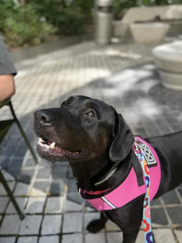 An adult large-sized male Mixed Breed dog named Ghost for adoption in New York, NY