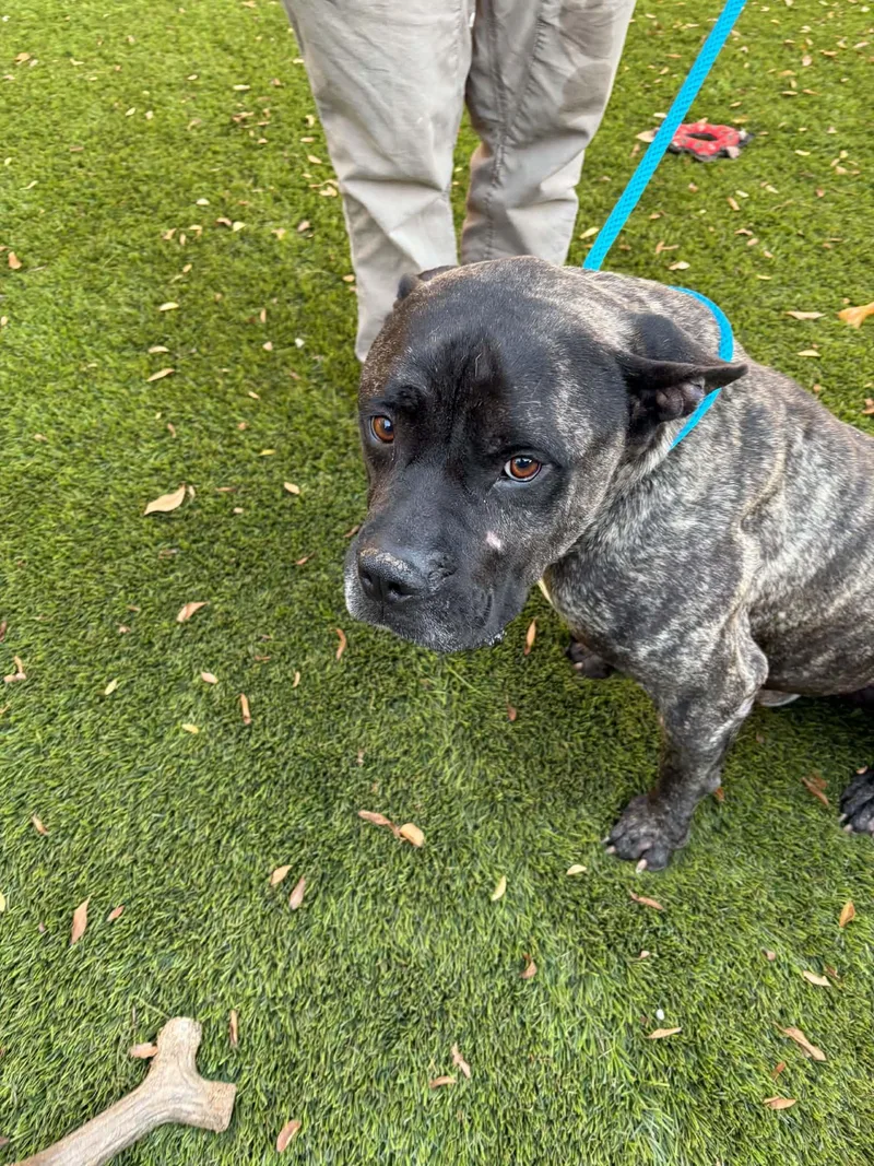 An adult large-sized male American Staffordshire Terrier dog named Calvin for adoption in San Diego, CA