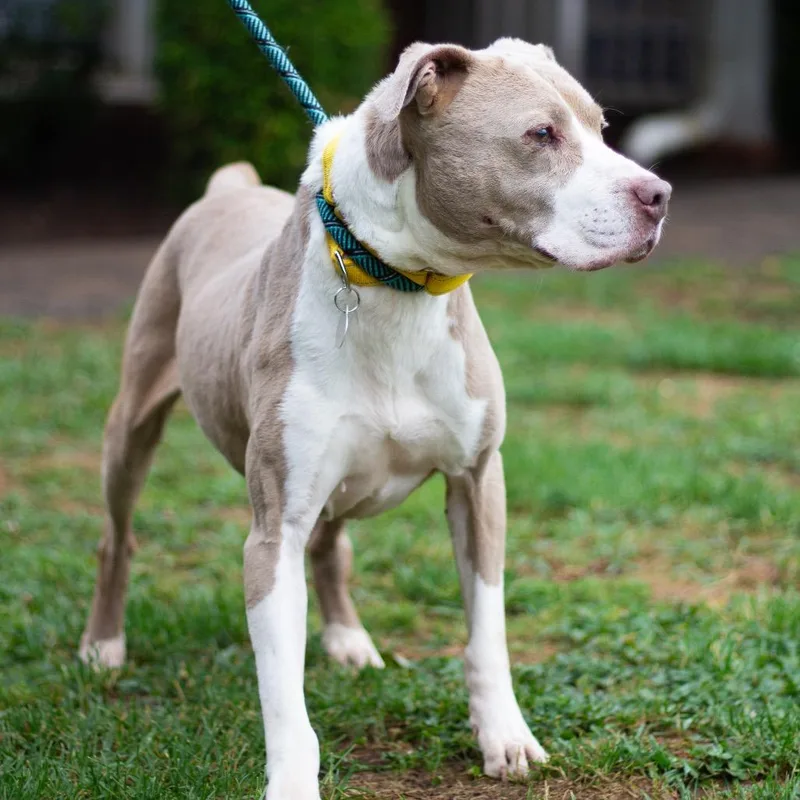 A senior large-sized male Pit Bull Terrier dog named Dudley for adoption in Cumming, GA