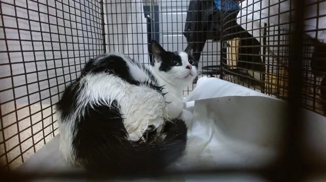 A young small-sized female Domestic Short Hair cat named Chloe for adoption in Miami, FL