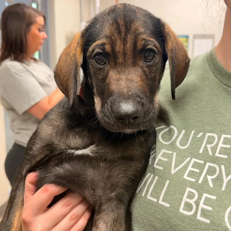 A baby large-sized male Black Cattle Dog dog named Woody for adoption in Evansville, IN