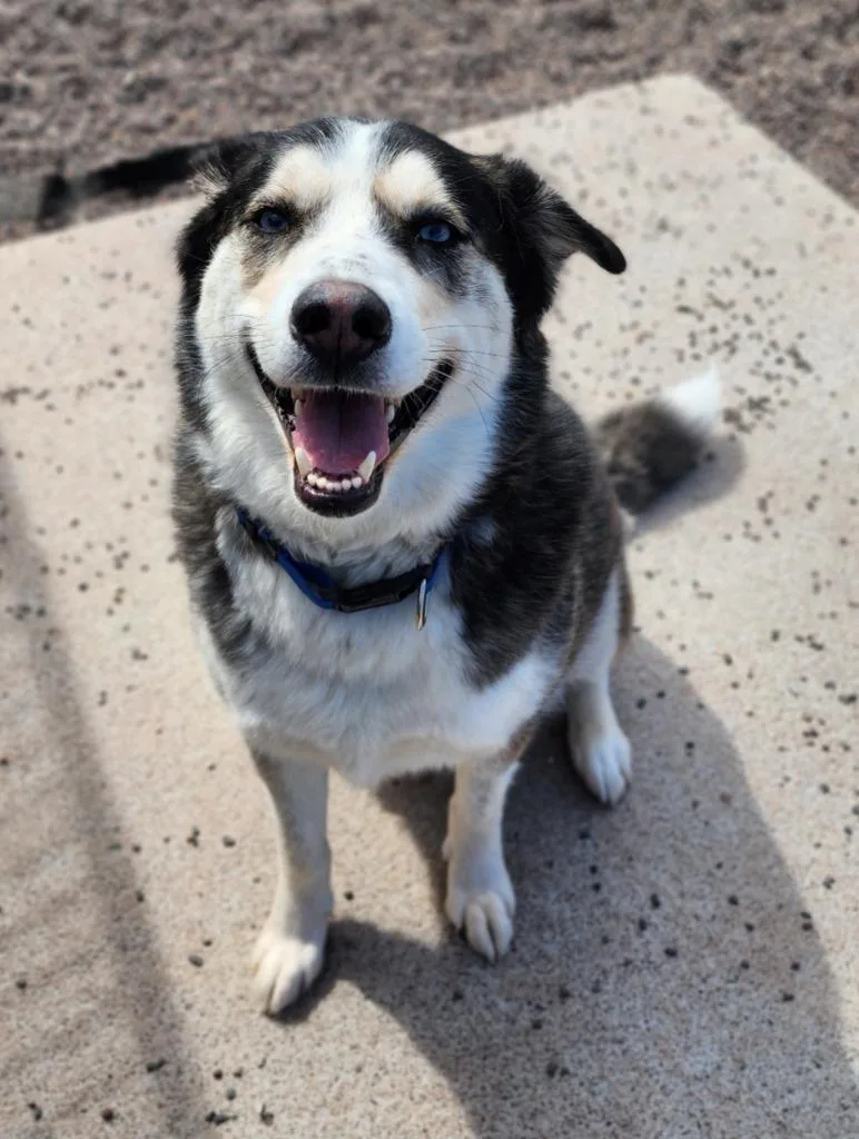 An adult medium-sized male Husky dog named Damon for adoption in Superior, WI