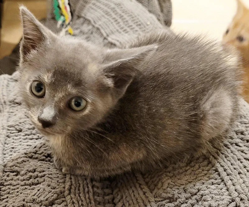 A baby medium-sized female Gray / Blue / Silver Domestic Short Hair cat named Pepper for adoption in Orlando, FL