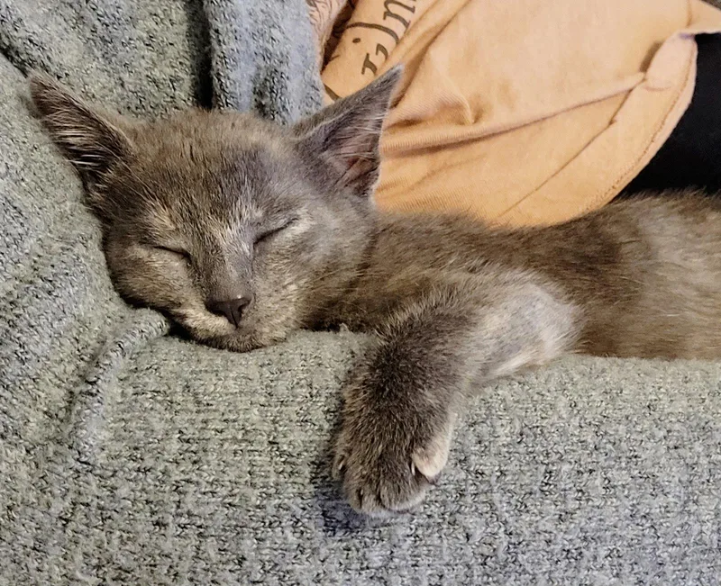 Pepper thumbnail 2