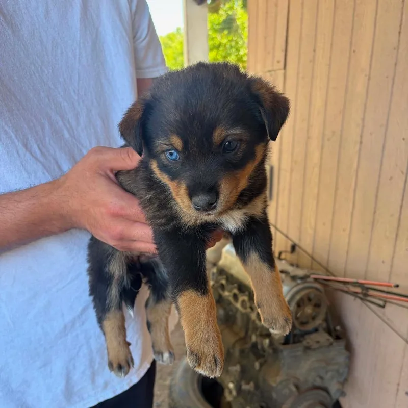 A baby medium-sized female Brown / Chocolate Husky dog named Parvati for adoption in Tacoma, WA