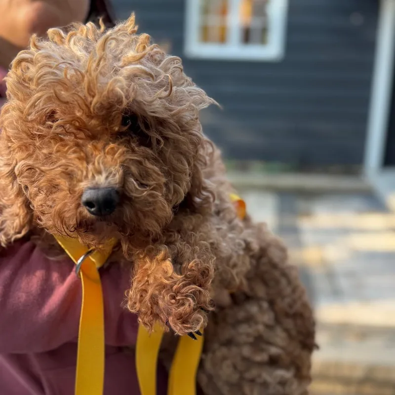 An adult small-sized female Golden Retriever dog named Vita for adoption in St. Charles, IL