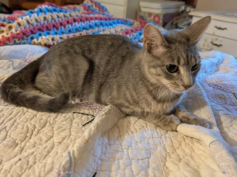 An adult medium-sized female Domestic Short Hair cat named Matilda for adoption in Succasunna, NJ
