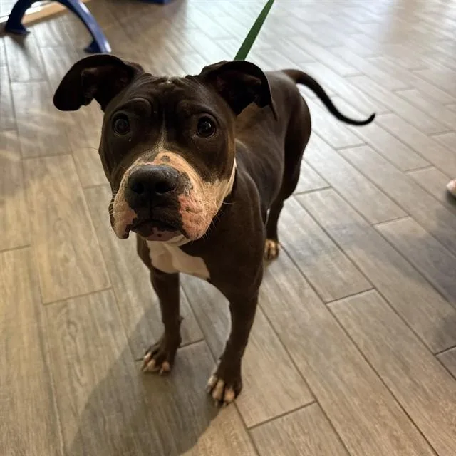 A young large-sized female Pit Bull Terrier dog named Skippy for adoption in St. Louis, MO