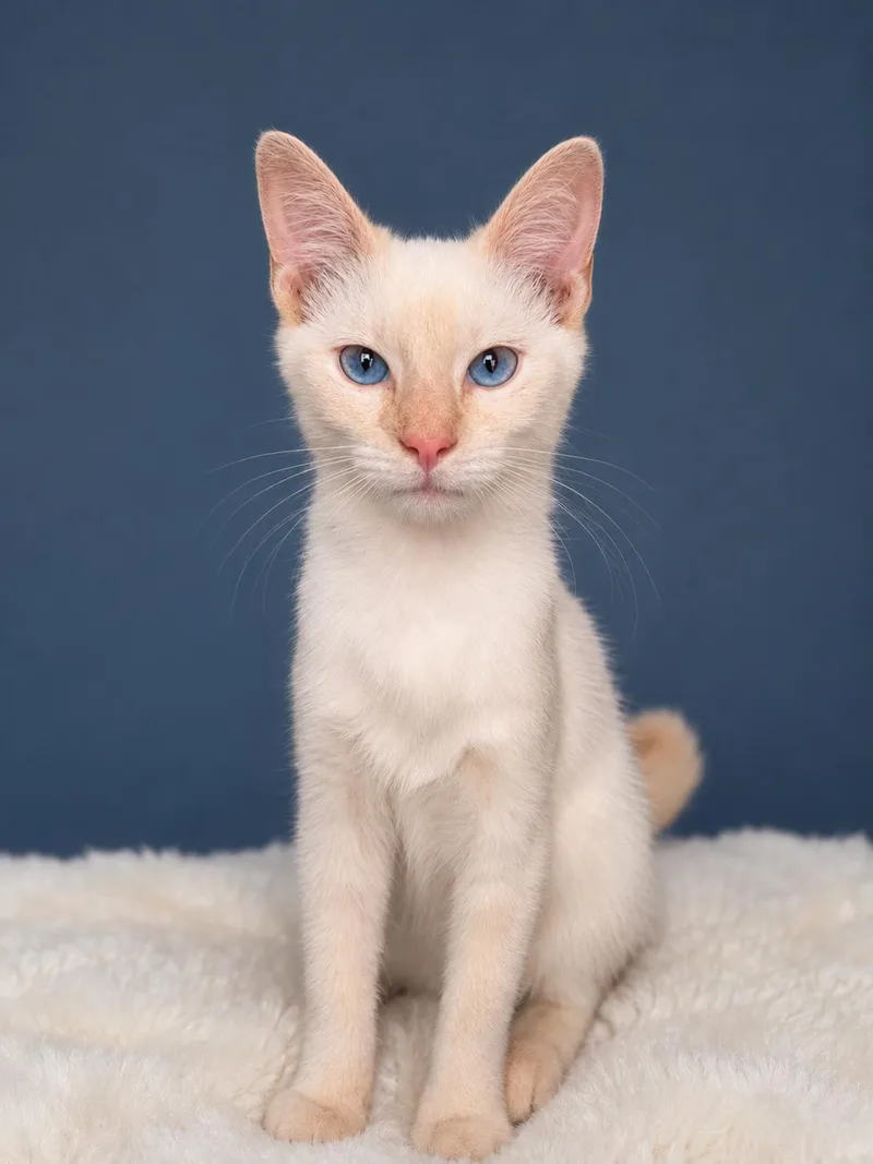 Meowdonna