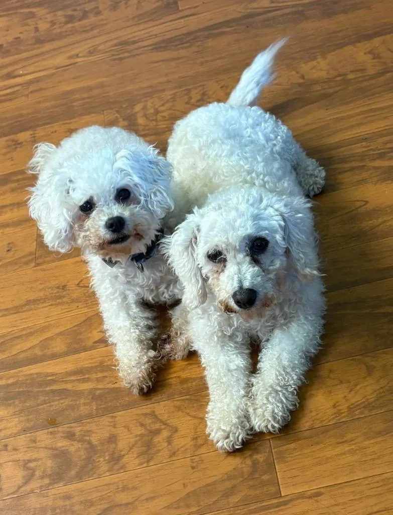 A senior small-sized female Bichon Frise dog named BF Brenda BF for adoption in Ashland, WI