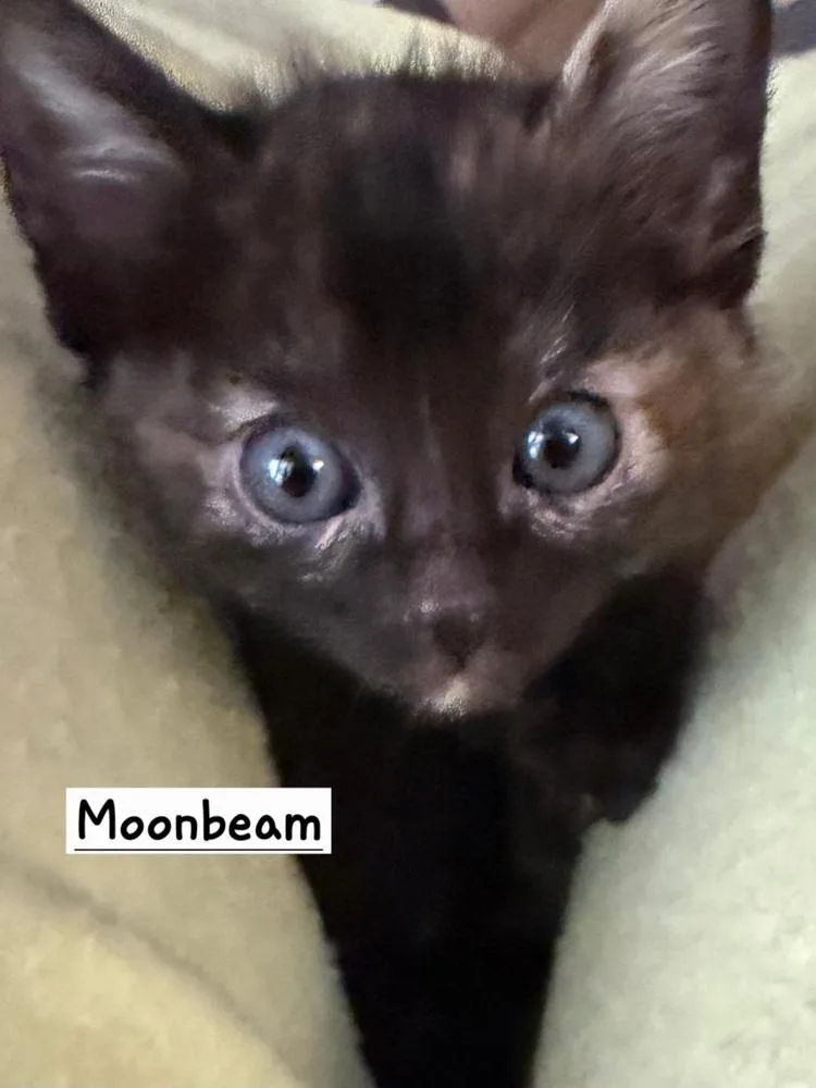 A young small-sized female Tortoiseshell Domestic Short Hair cat named Moonbeam for adoption in Calimesa, CA