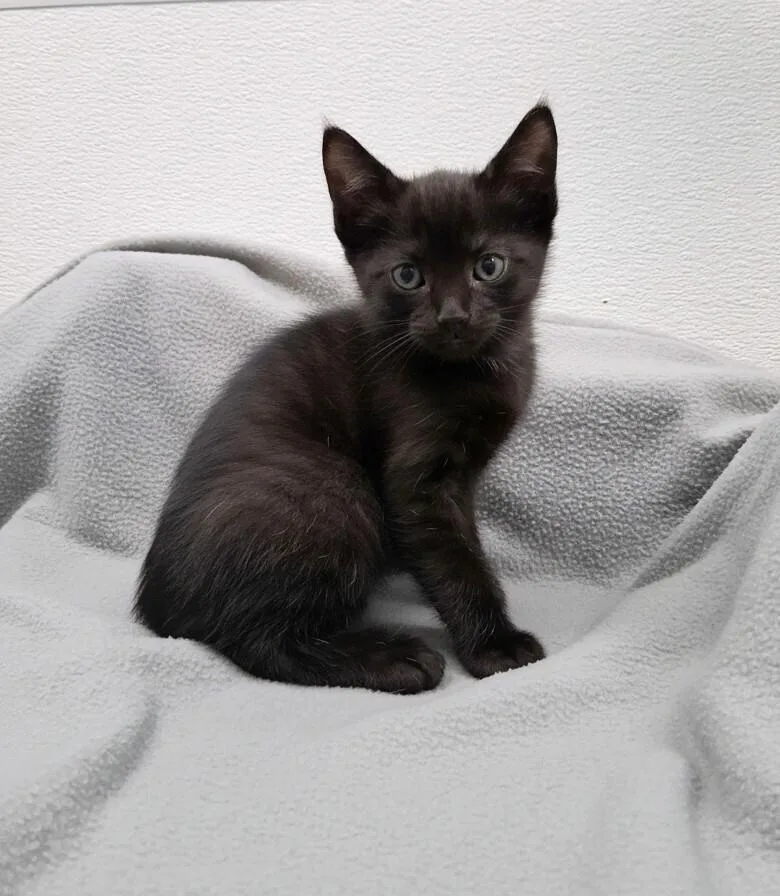 A baby small-sized male Black Domestic Short Hair cat named Wild Bill for adoption in Westfield, WI