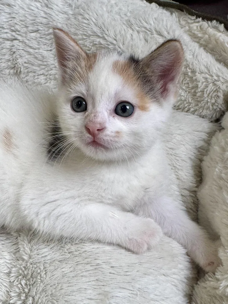 A baby medium-sized female Buff & White Domestic Short Hair cat named Trixie Lynne for adoption in Hartland, MI