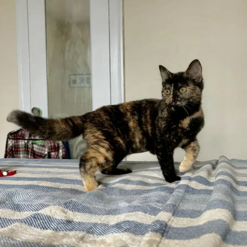 An adult large-sized female Tortoiseshell Domestic Short Hair cat named Falcon for adoption in Evanston, IL