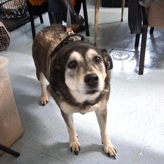 A senior large-sized female Husky dog named Lady for adoption in Philippi, WV